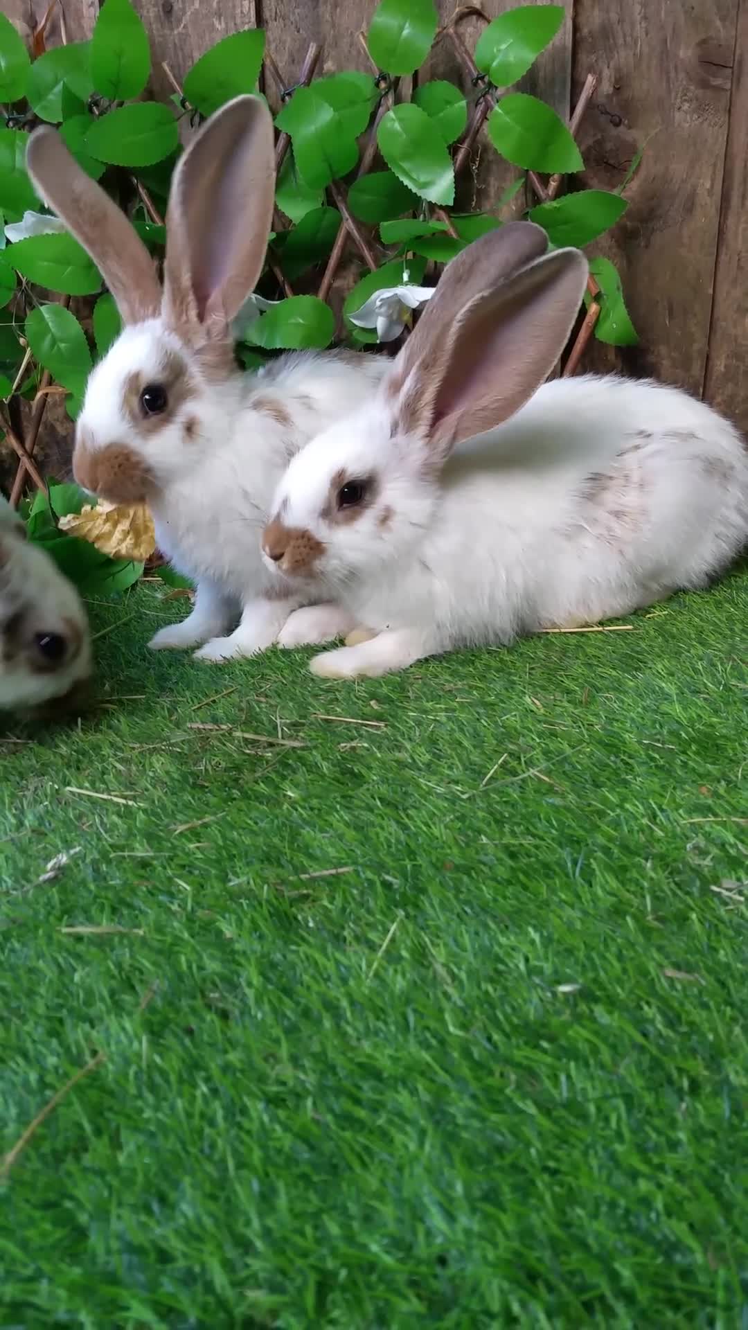 Continental Giant rabbits for sale: Giant Papillon Baby Boys  - Vaccinated - Reserve - Video 1