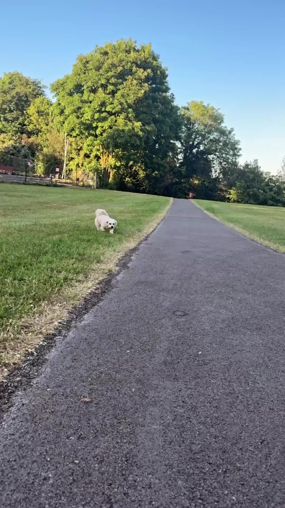 Cavapoo dogs for sale: 🐾 Phoebe Looking for Her Forever Home 🐾 - Video 1