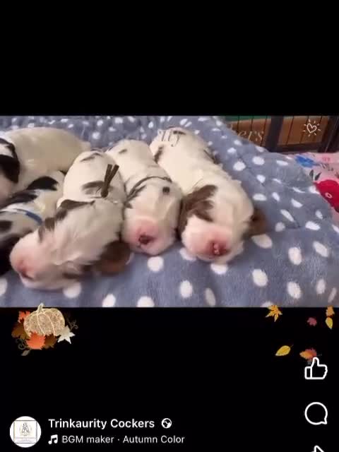 Cocker Spaniel dogs for sale: KC Reg; Home Raised; Low COI; DNA CLEAR; Show Type - Video 4