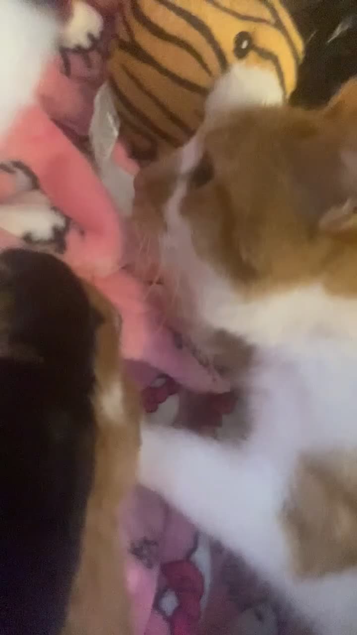 British Shorthair cats for sale: 3 kittens, just born in Sandbach - Video 2