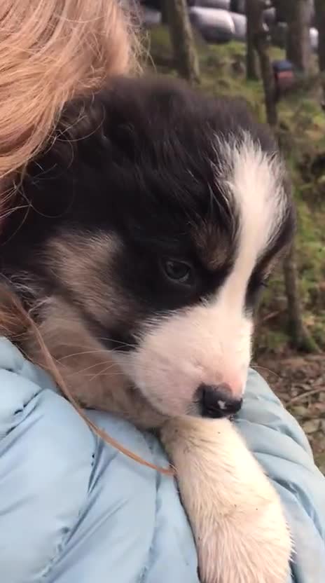 Border Collie dogs for sale: Collie puppies from working farm - Video 1