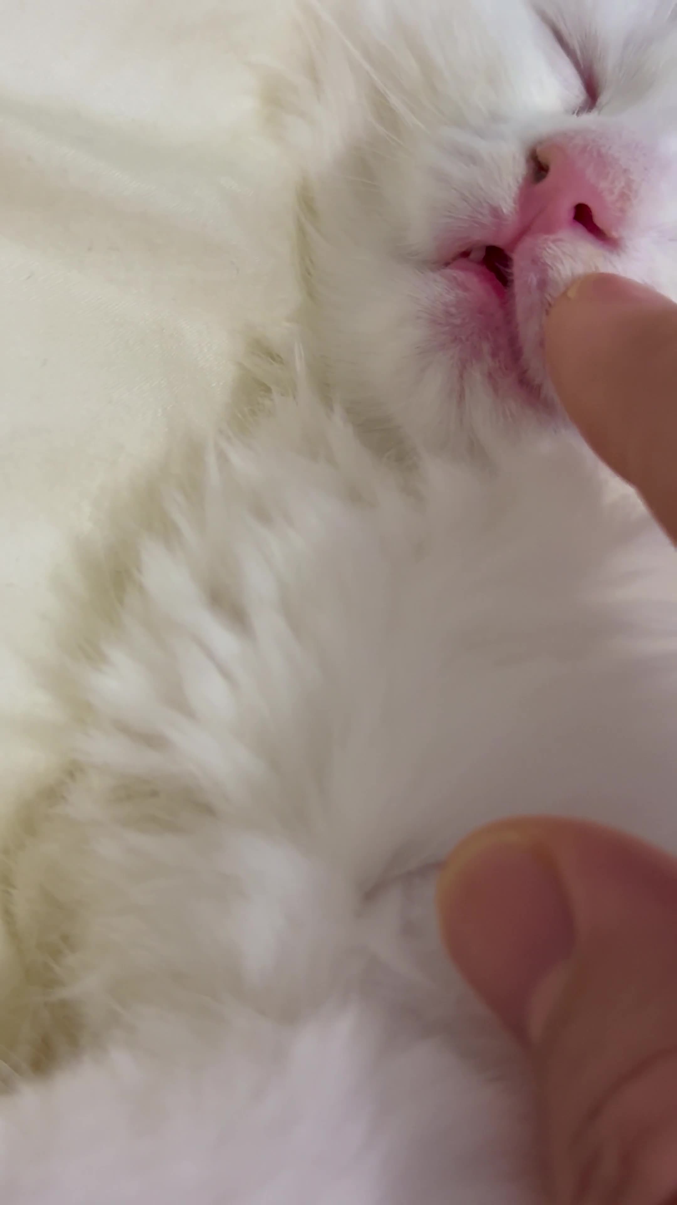 Ragdoll cats for sale: Pure blue eyes Ragdoll 🔥  - Video 1