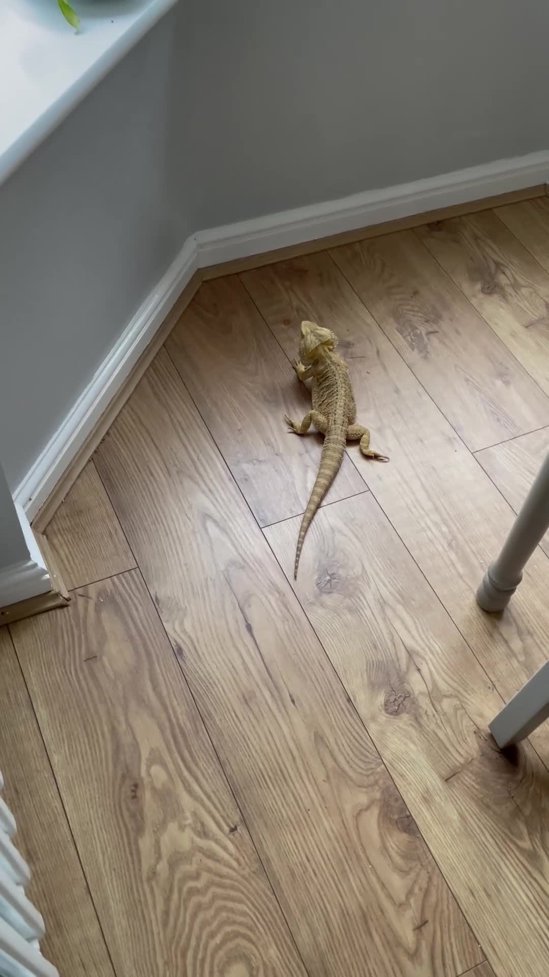 Bearded Dragon reptiles for sale: Bearded dragon - Video 1