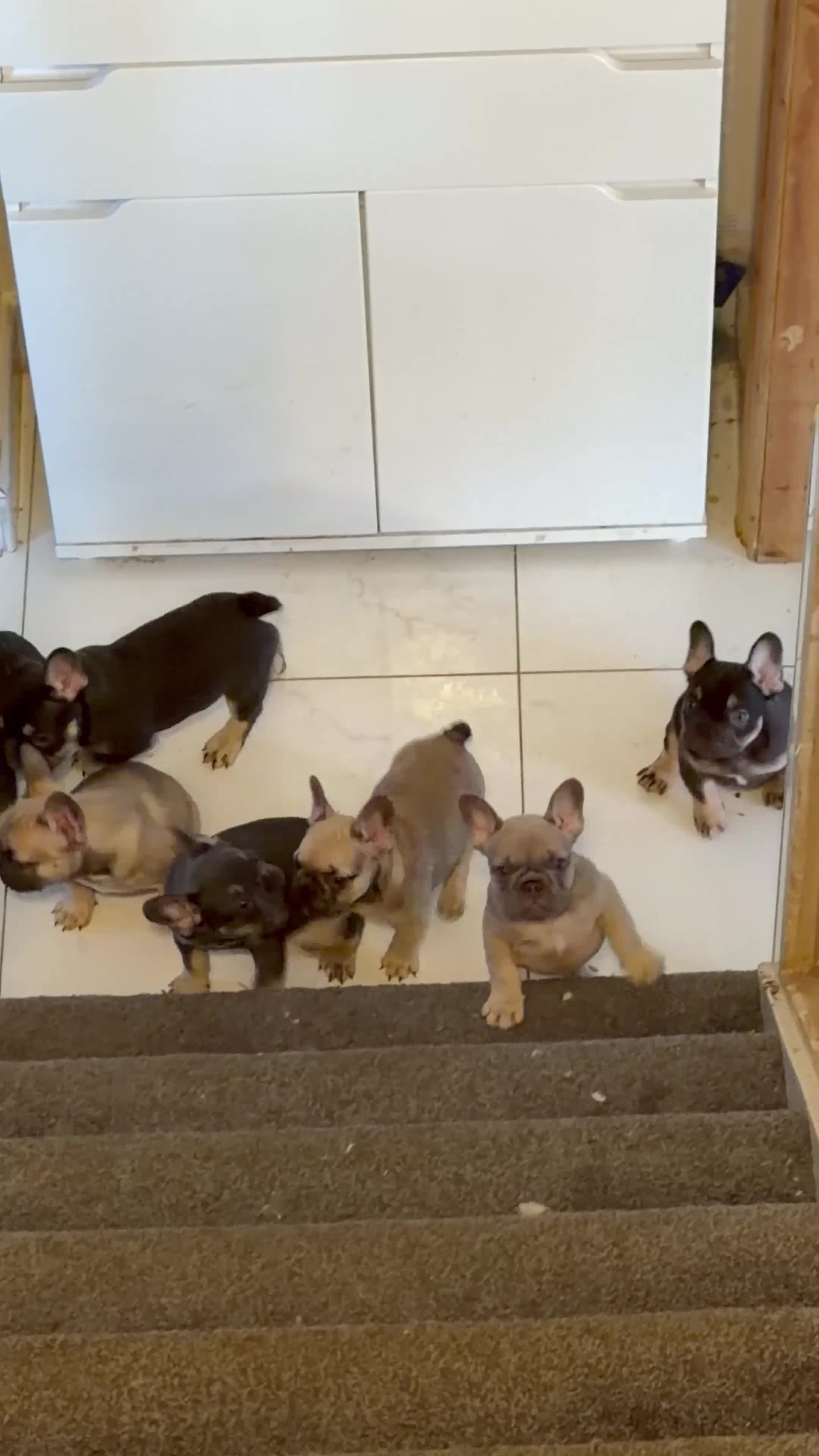 French Bulldog dogs for sale: French Bulldog Puppies Ready for Forever Home - Video 1