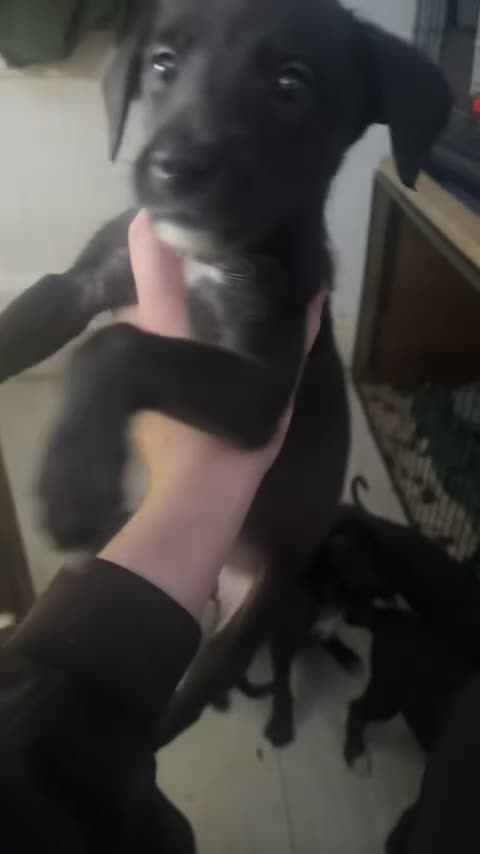 Mixed Breed dogs for sale: 2 female lurcher pups come from working stock - Video 2