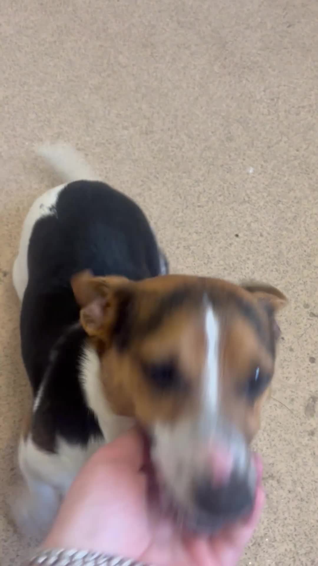 Jack Russell dogs for sale: Jack russel girl - Video 1