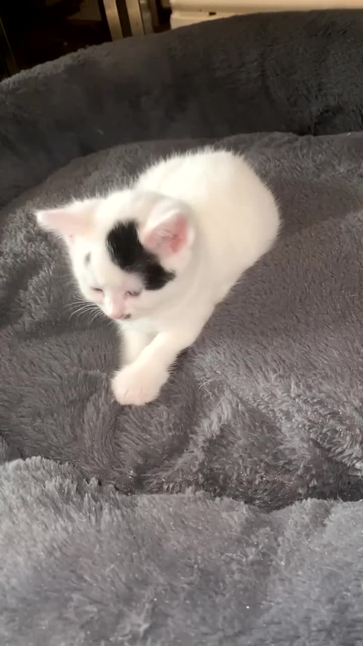 Mixed Breed cats for sale: Four beautiful kittens ready to go to a great home - Video 2