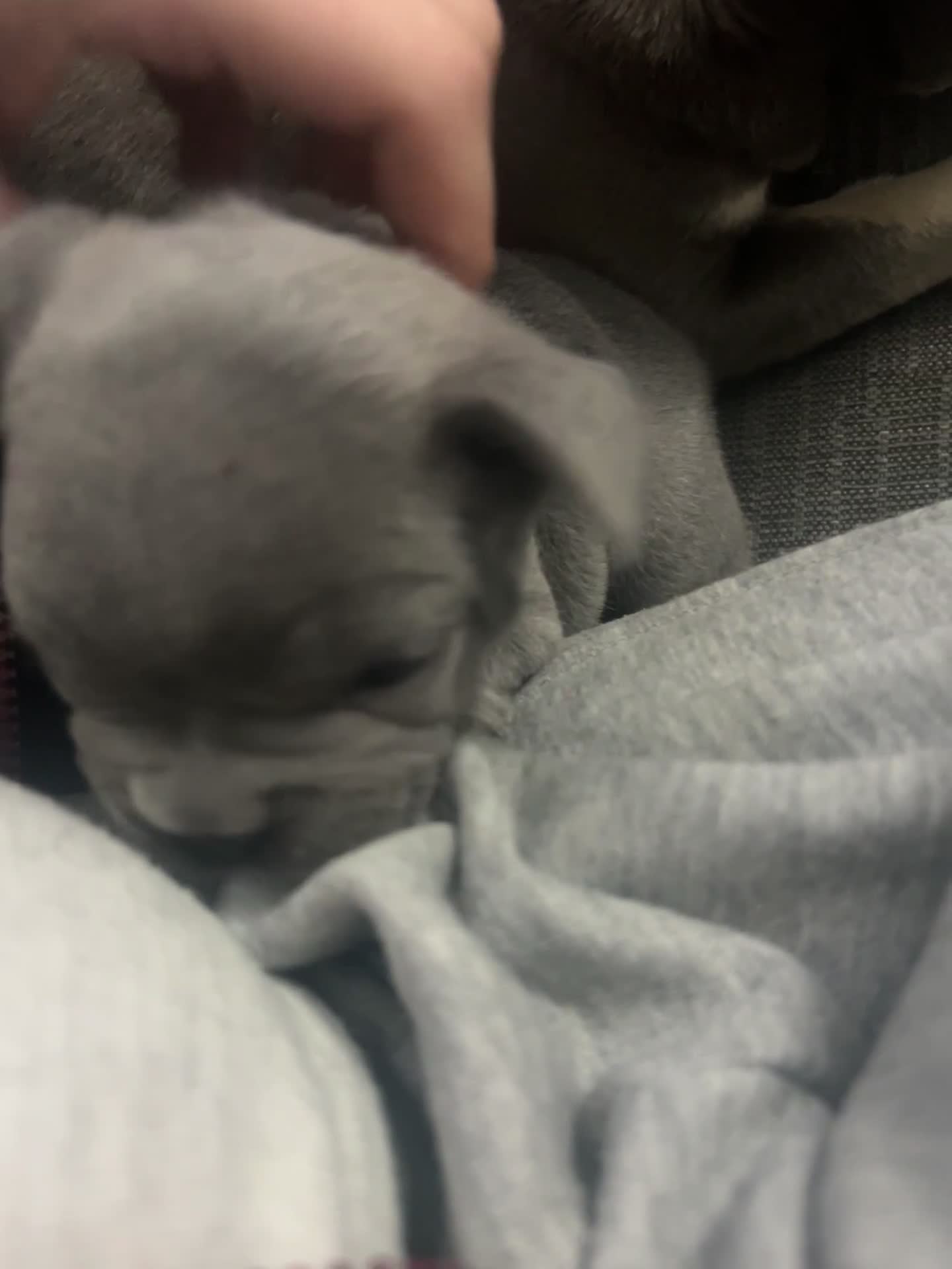 French Bulldog dogs for sale: French bulldogs pedigree - Video 1