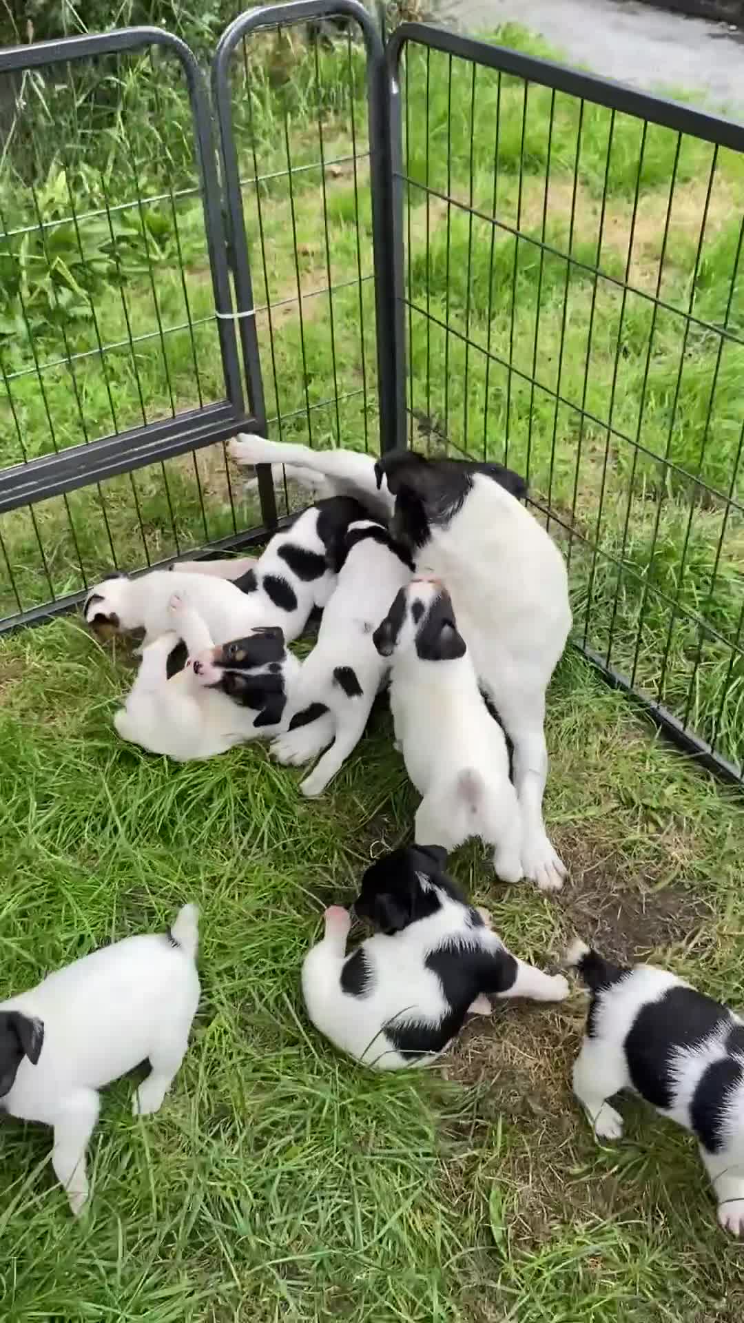 Jack Russell dogs for sale: Farm bred jack Russell puppies for sale  - Video 1