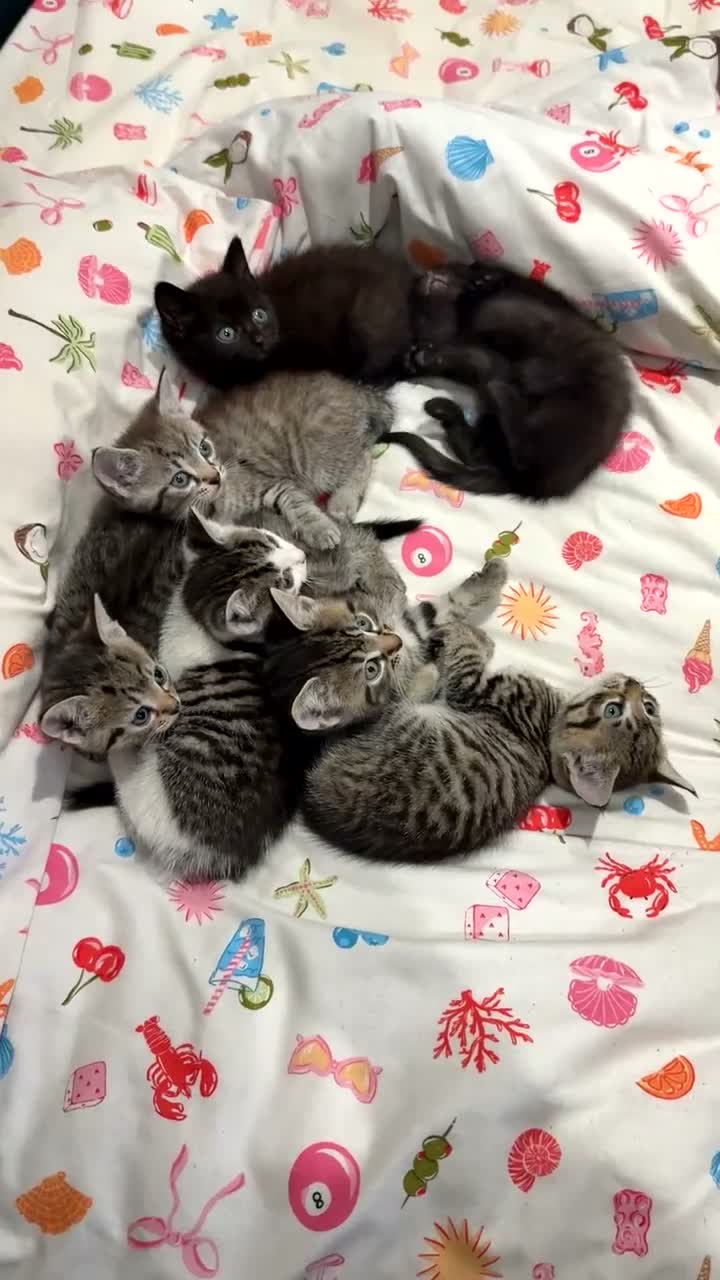 Mixed Breed cats for sale: 🐾 Adorable Kittens Looking for Loving Homes! 🐾 in London - Video 1