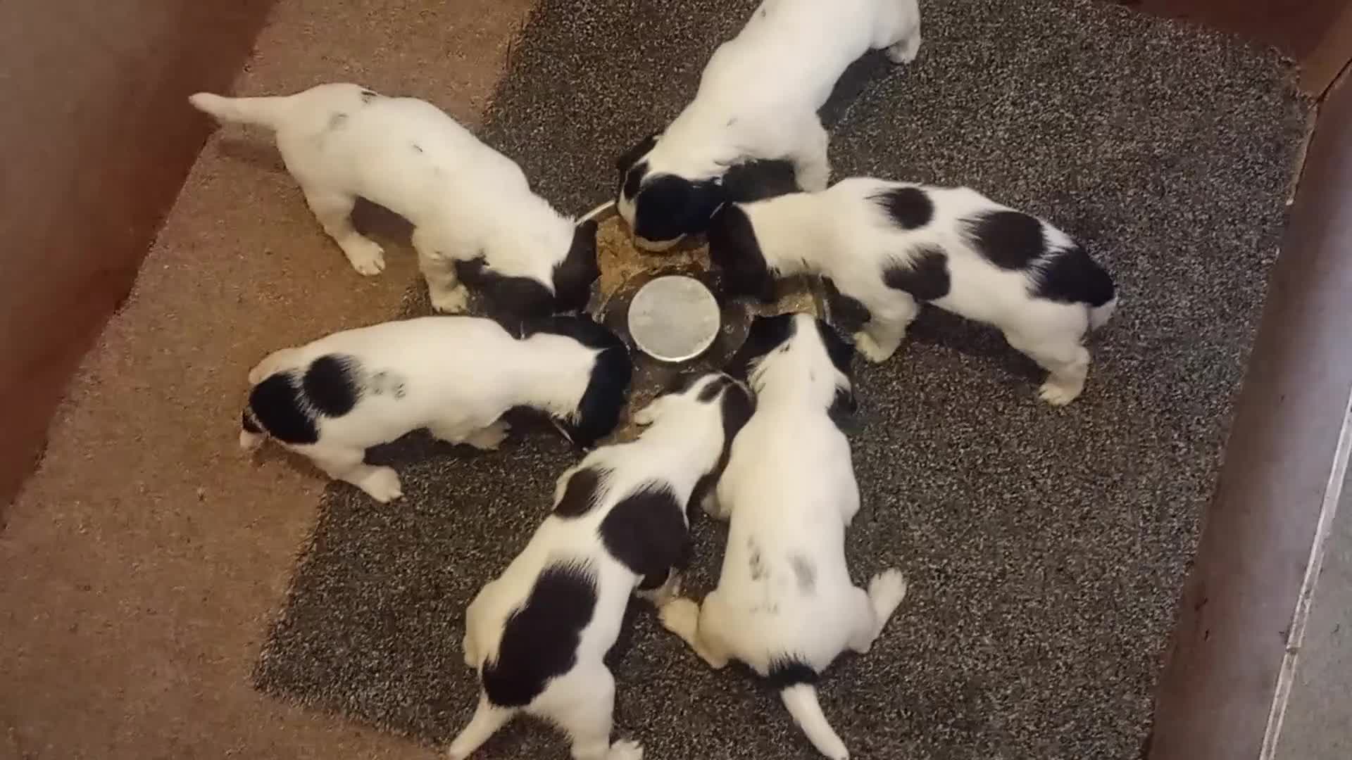 English Springer Spaniel dogs for sale: English springer spaniel pups  - Video 5