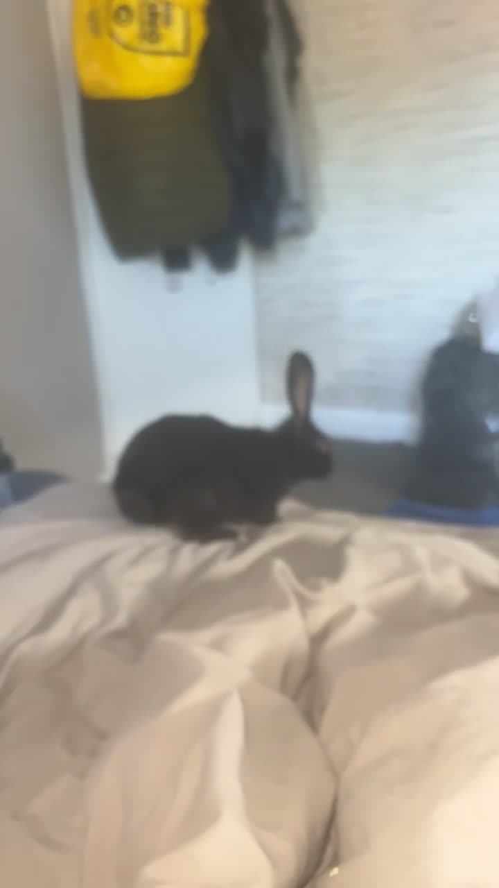 English rabbits for sale: Male rabbit needing a home - Video 2