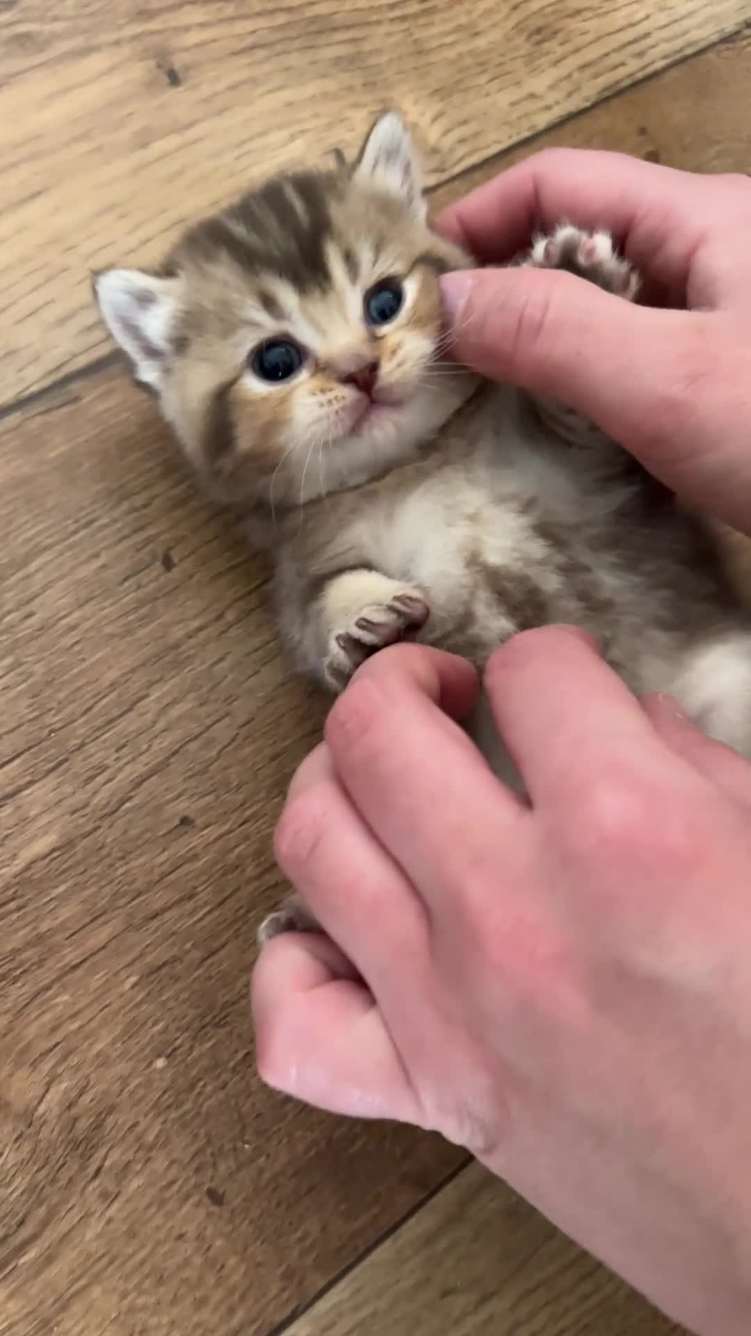 British Shorthair cats for sale: Chunky British Shorthair Kittens - Video 3