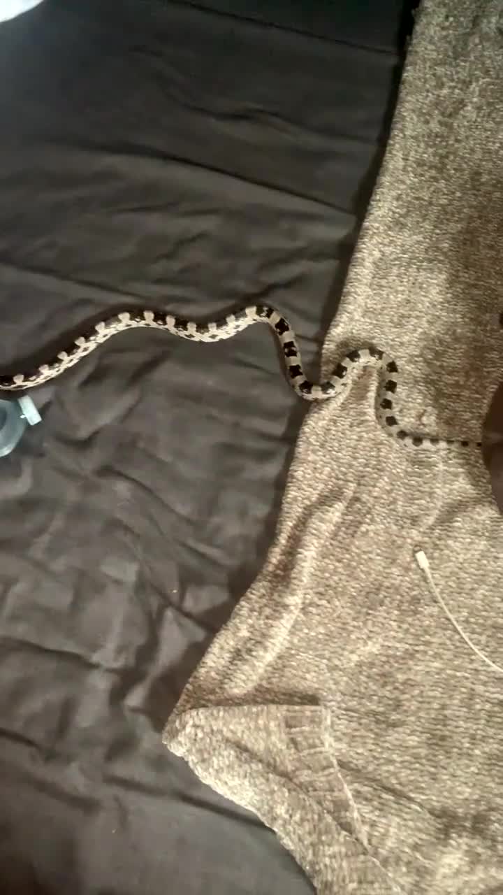 Corn Snake reptiles for sale: Cornsnake for sale (female) - Video 1