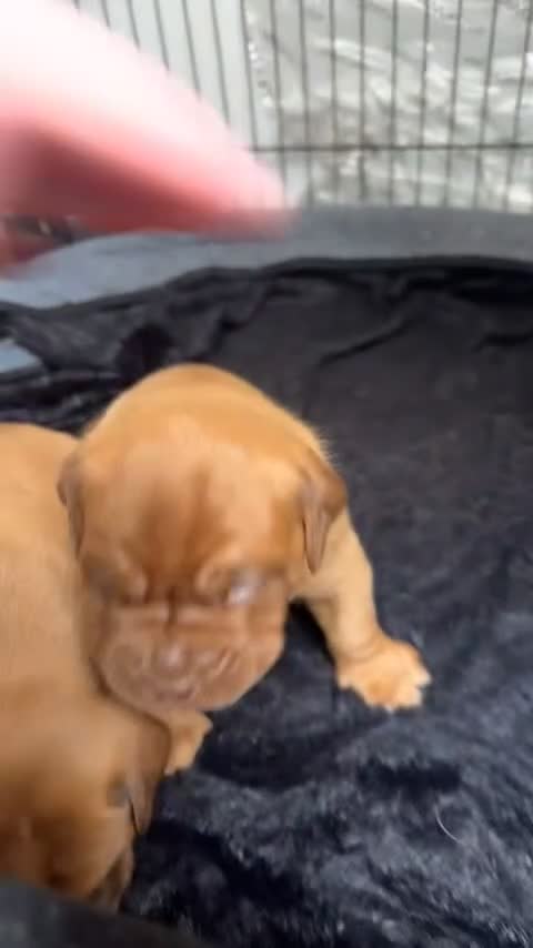 Dogue De Bordeaux dogs for sale: 🐾Dogue de Bordeaux Puppies Champion Bloodlines  - Video 2