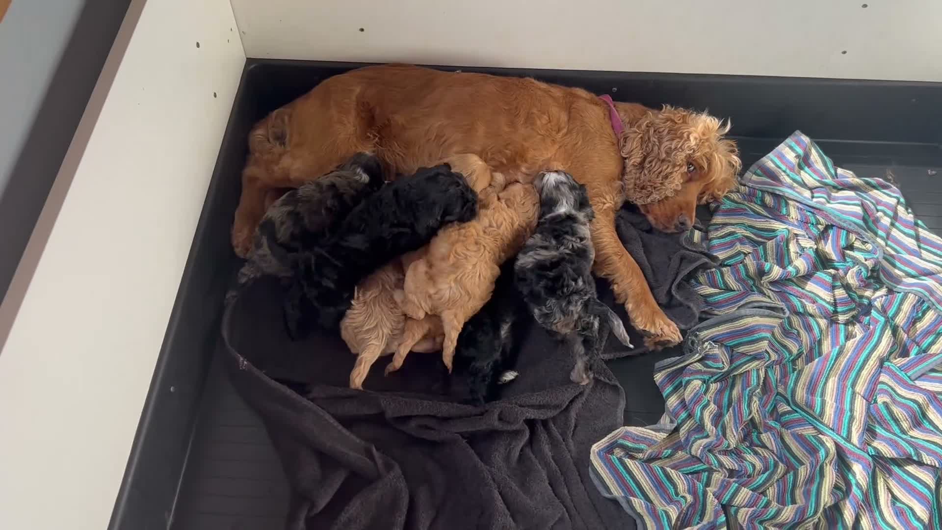 Cockapoo dogs for sale: Gorgeous f1 cockapoo pups - Video 1