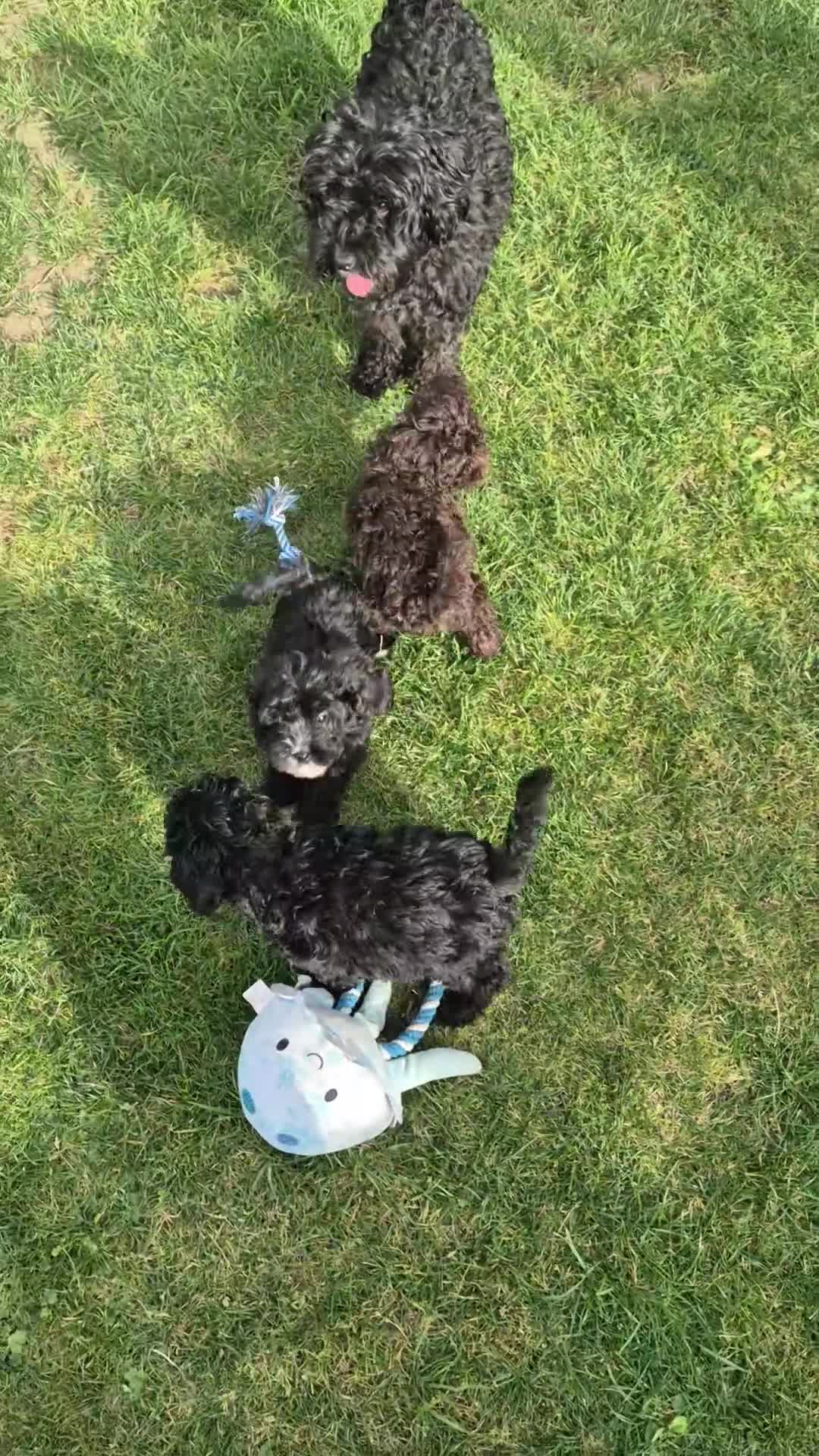 Cockapoo dogs for sale: F2 Cockapoos - Video 1