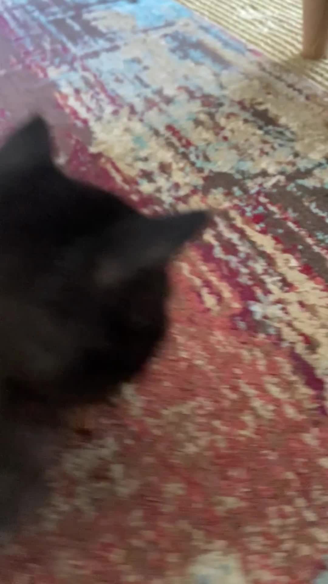 Ragdoll cats for sale:  2half Ragdoll and half domesticshorthair for sale - Video 4