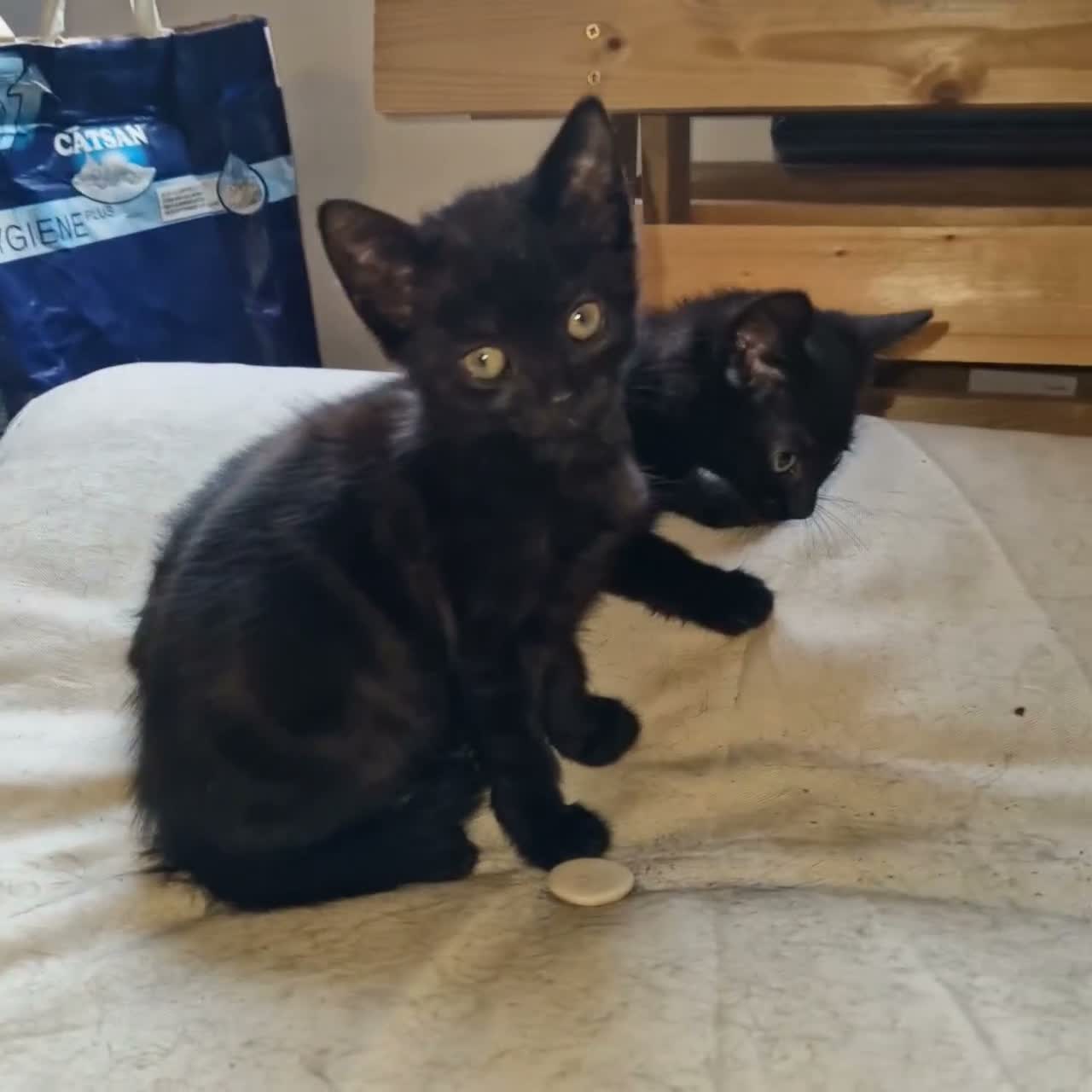 Mixed Breed cats for sale: 2 last kittens left  - Video 1