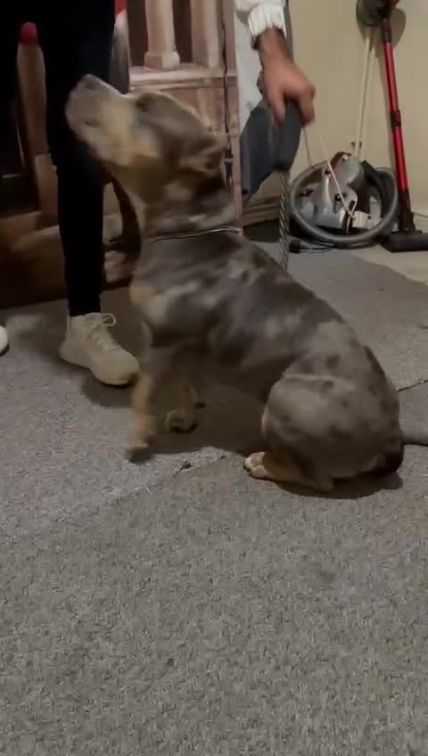 American Bully dogs for sale: American bully  - Video 1