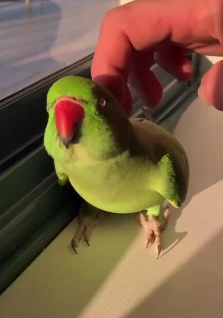 Ringnecks birds for sale: 4 months old ring neck available for sale  - Video 1