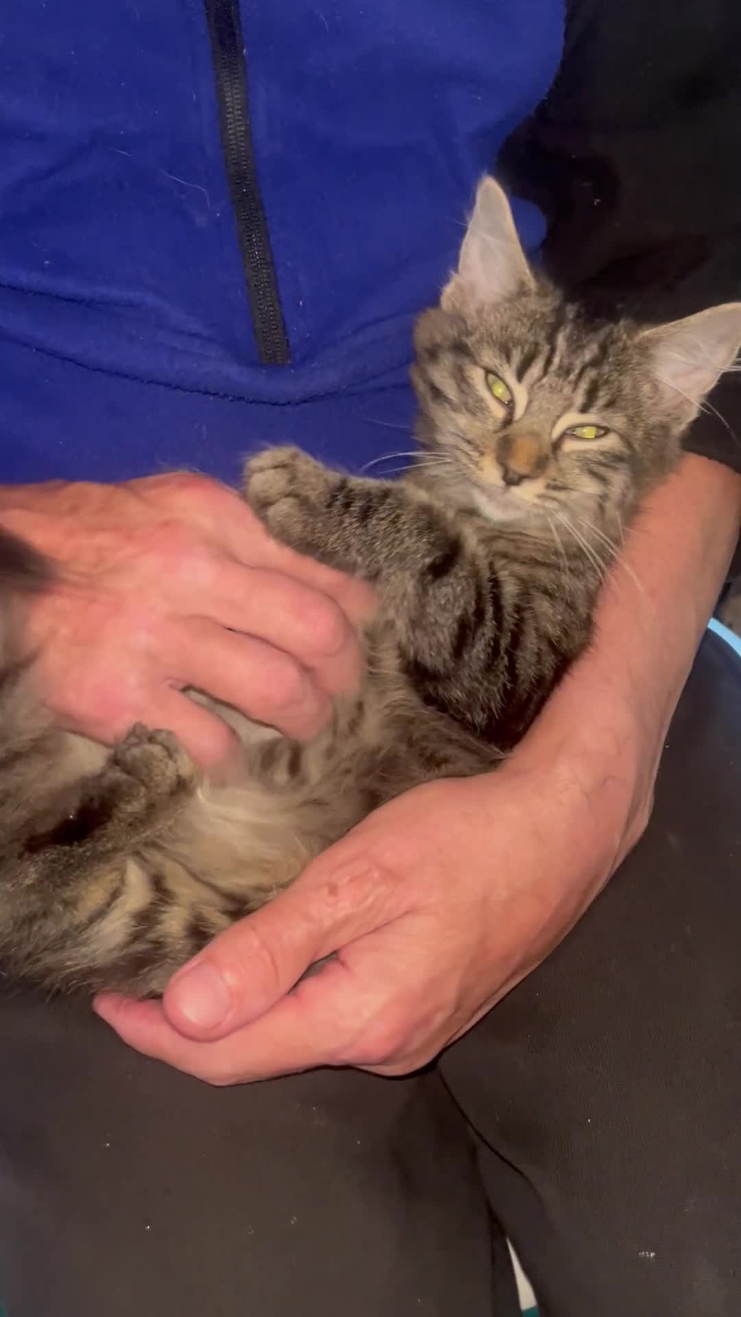 Mixed Breed cats for sale: Beautiful mixed kittens  - Video 1