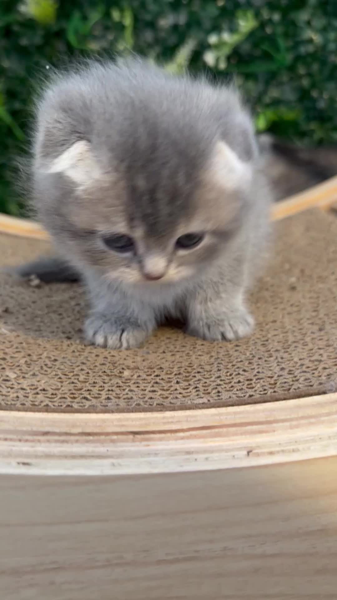Scottish Fold cats for sale: Gorgeous Scottish Fold/Straigt Kittens 🥇 - Video 1