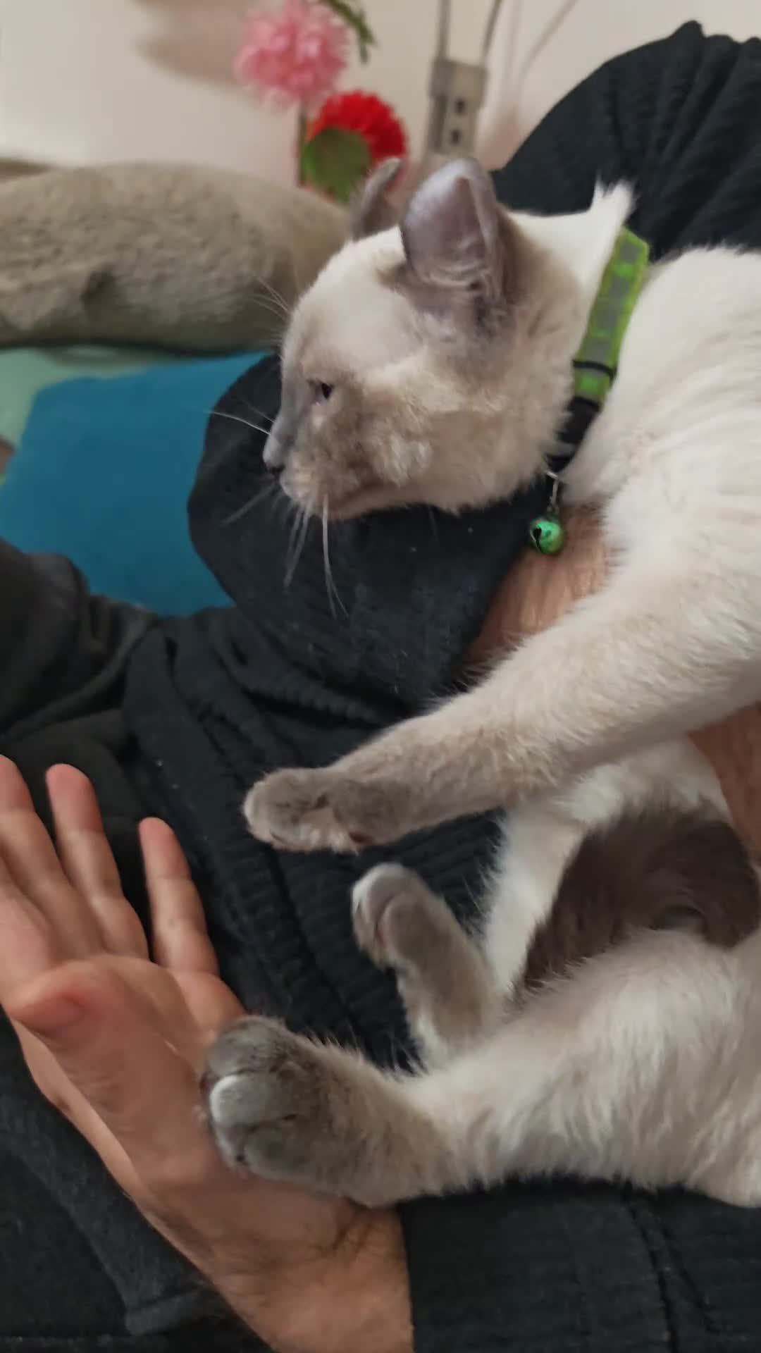 Mixed Breed cats for sale: RARE, Unique, Affectionate boys available!  - Video 3