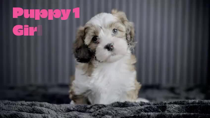 Mixed Breed dogs for sale: Beautiful Cava Tzu (Cavatzu) Puppies 2 Boys 1 Girl - Video 2