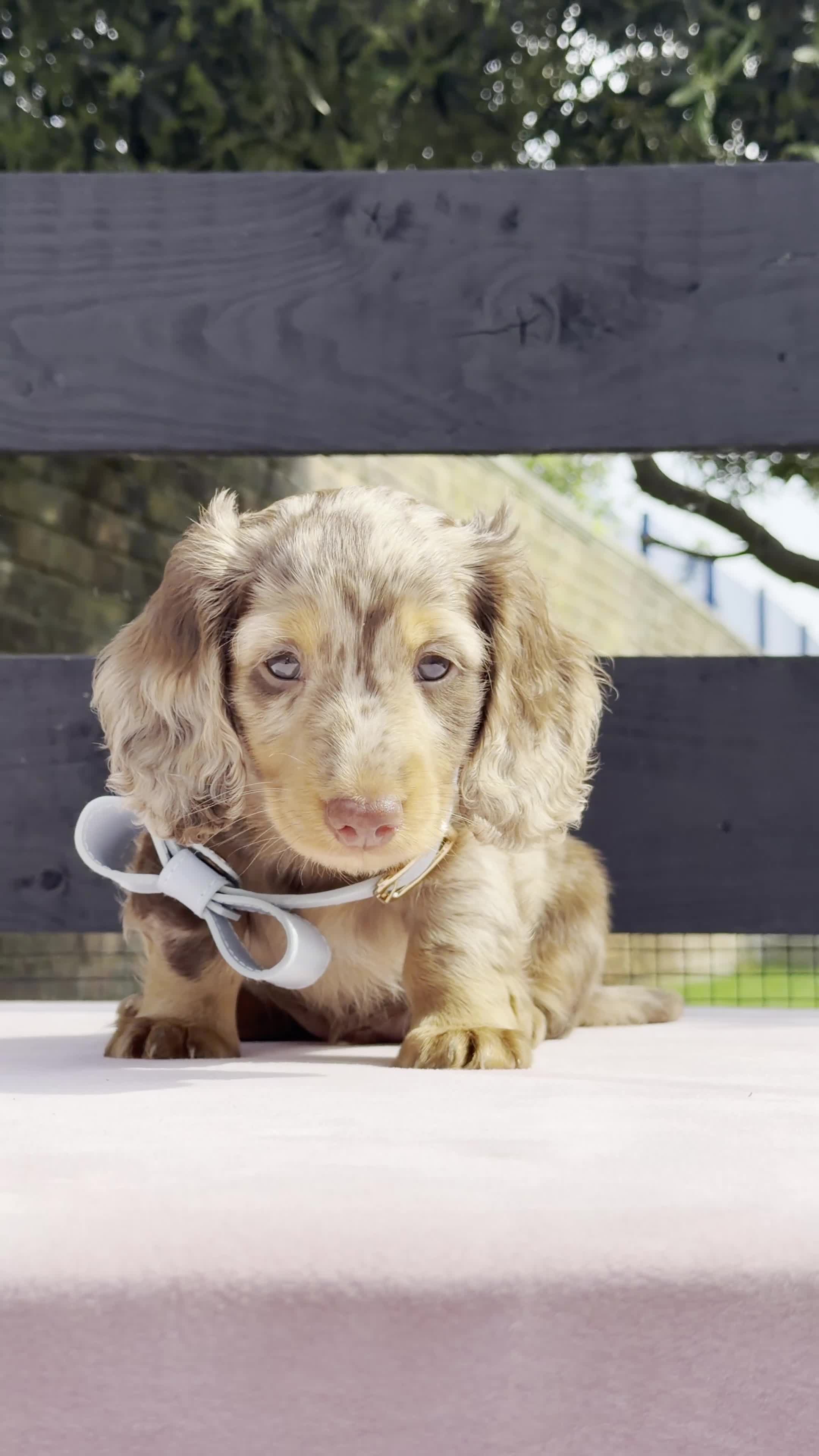 Miniature Dachshund dogs for sale: Chocolate & Tan Dapple Miniature Dachshund Boy  - Video 1