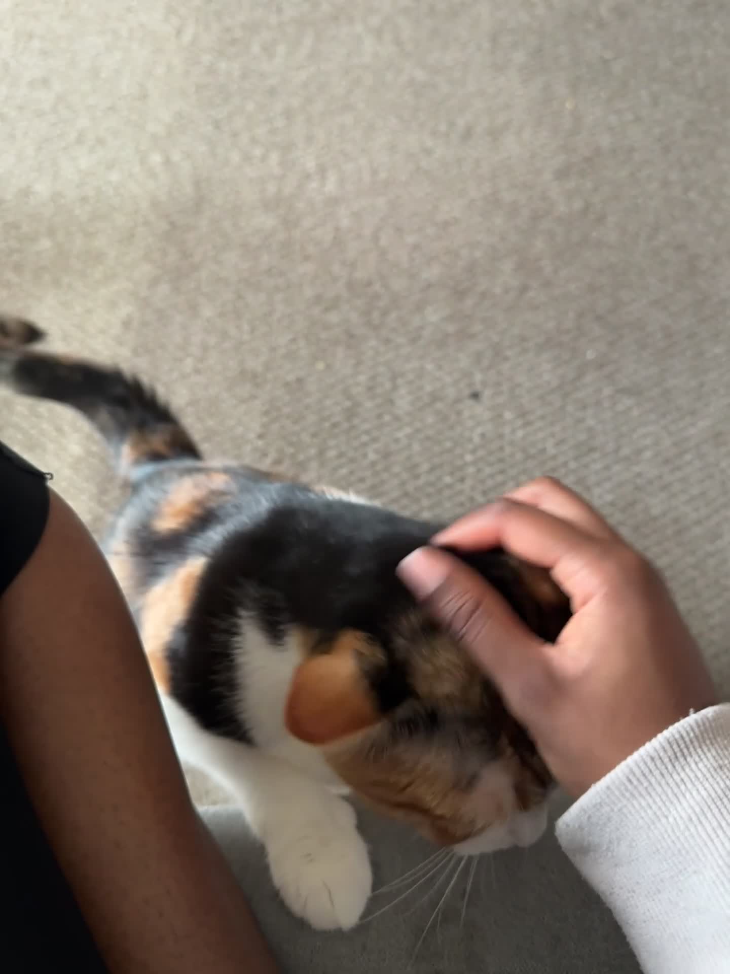 Brazilian Shorthair cats for sale: Sweet, Quiet Cat for Adoption - Coco  - Video 1