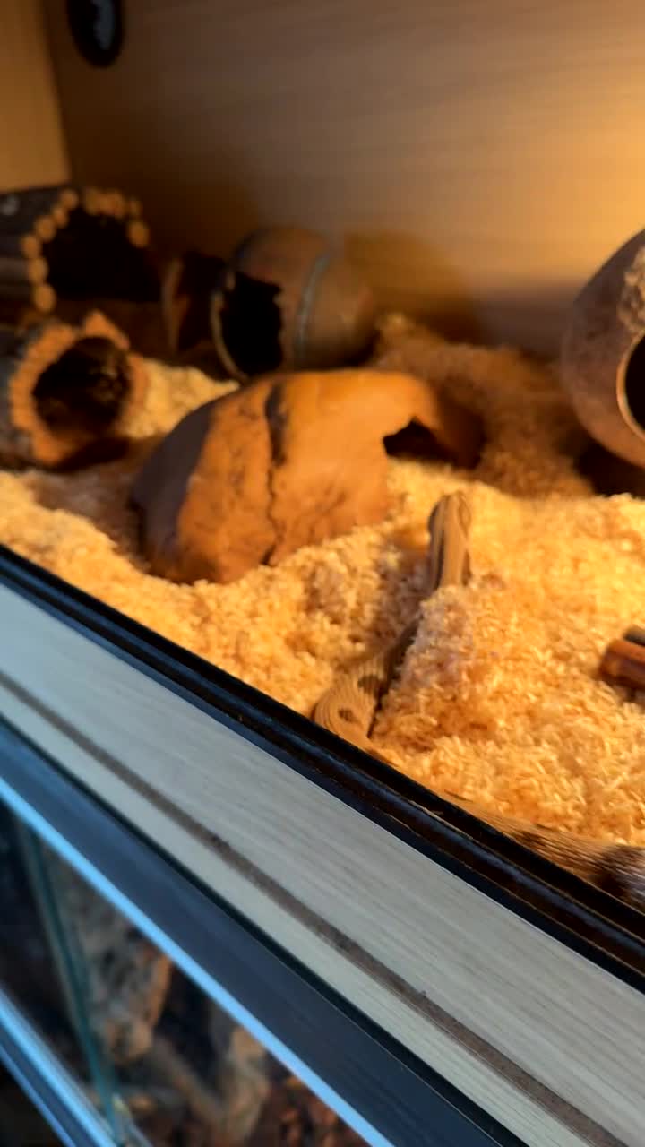 Snake reptiles for sale: Female Conda Hognose snake & set up  in Nottingham - Video 1