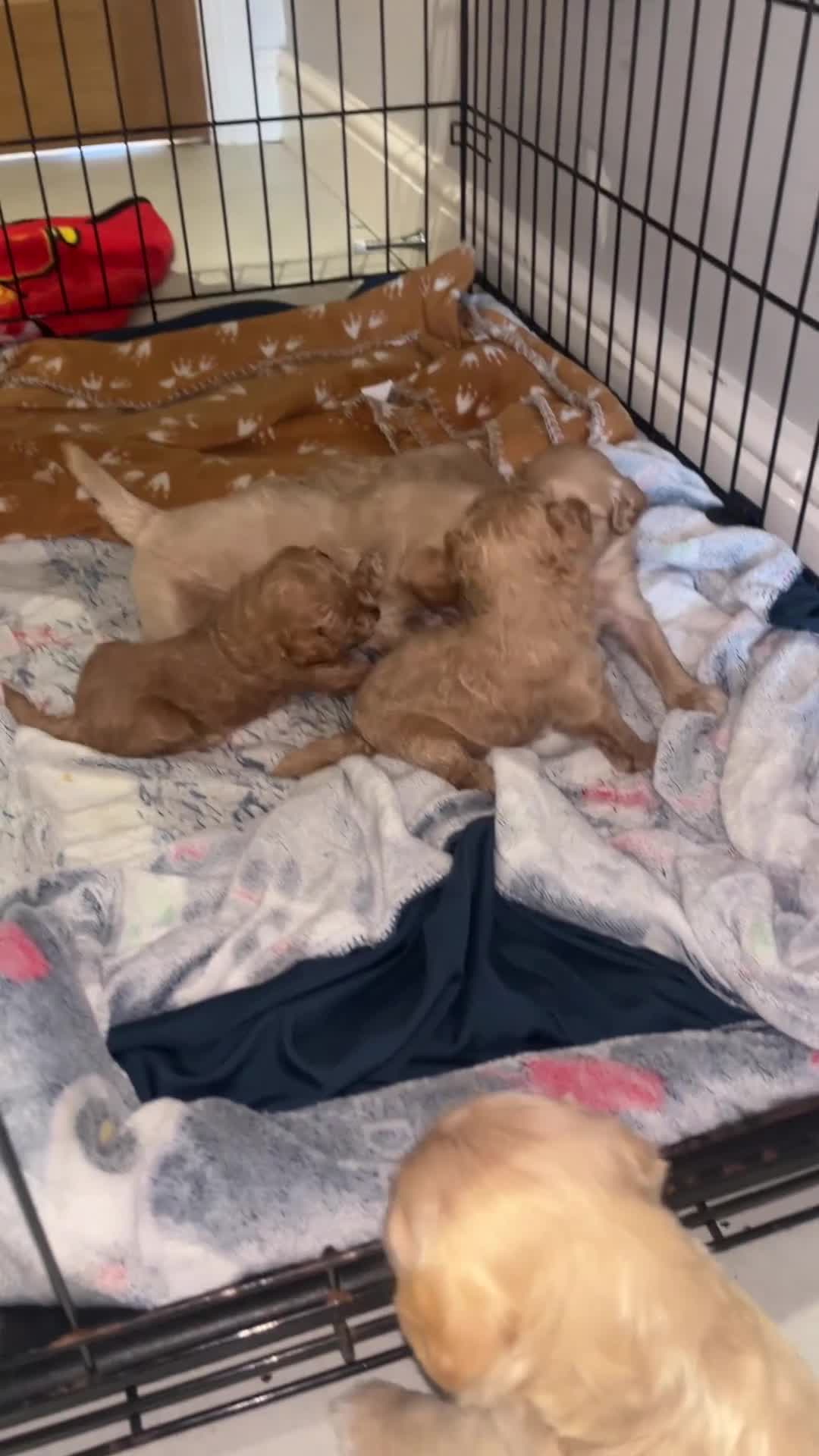Schnoodle dogs for sale: 7 schnoodle puppies  - Video 1