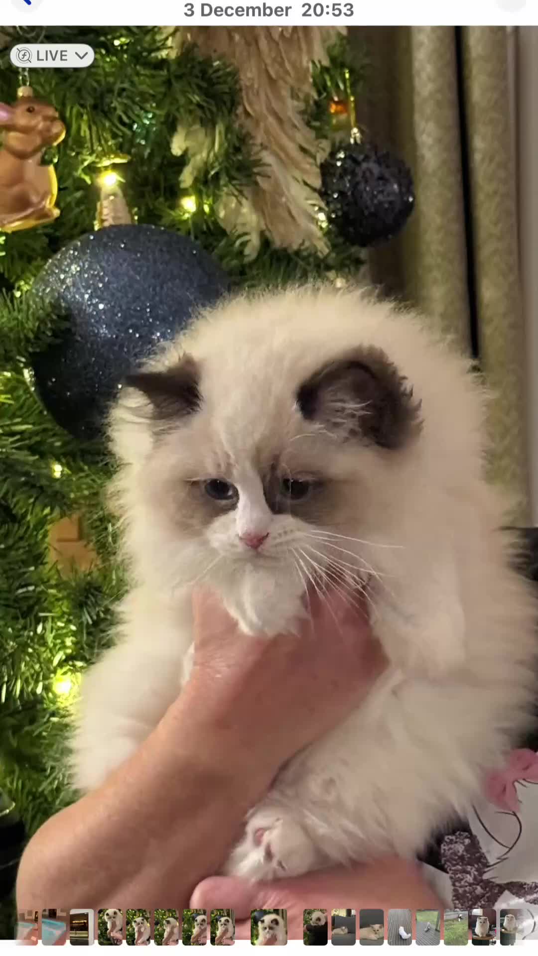 Ragdoll cats for sale: Stunning GCCF/TICA Purebred Reg Ragdoll Kittens - Video 1