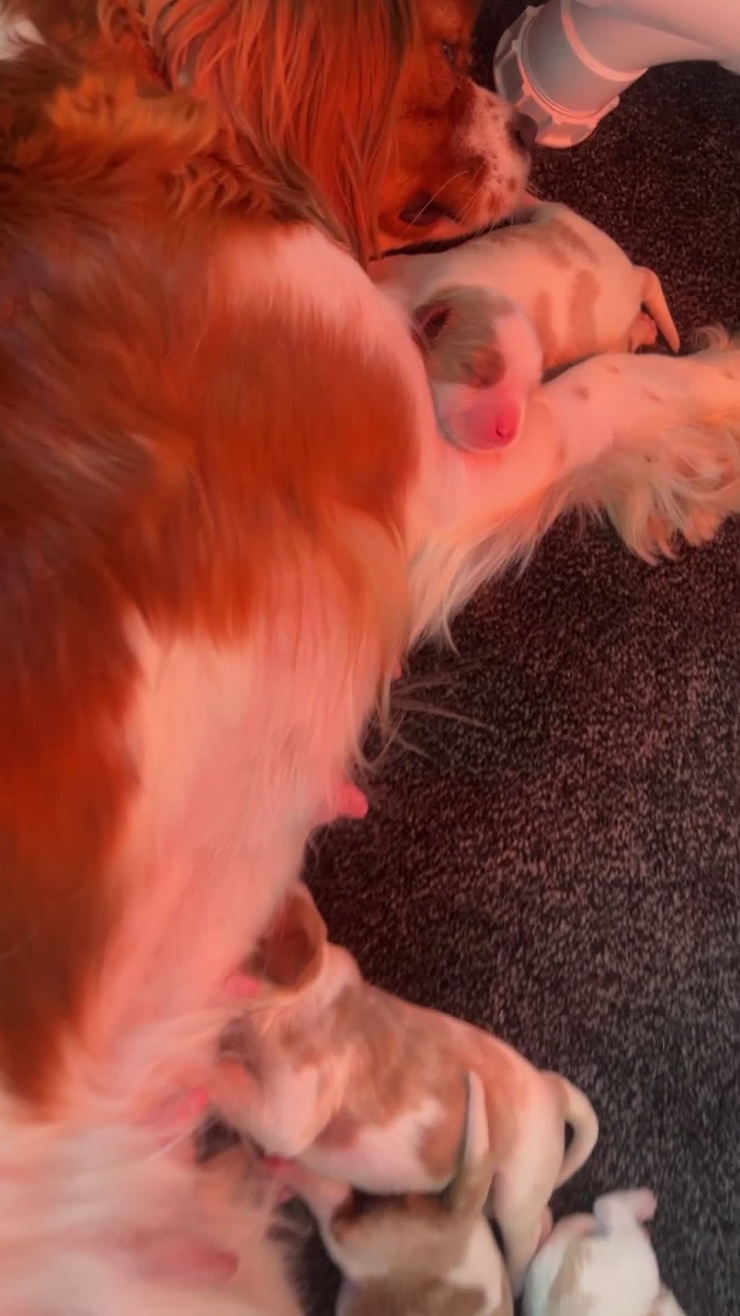 Cavalier King Charles Spaniel dogs for sale: Cavalier king charles spaniels 3 males left - Video 2