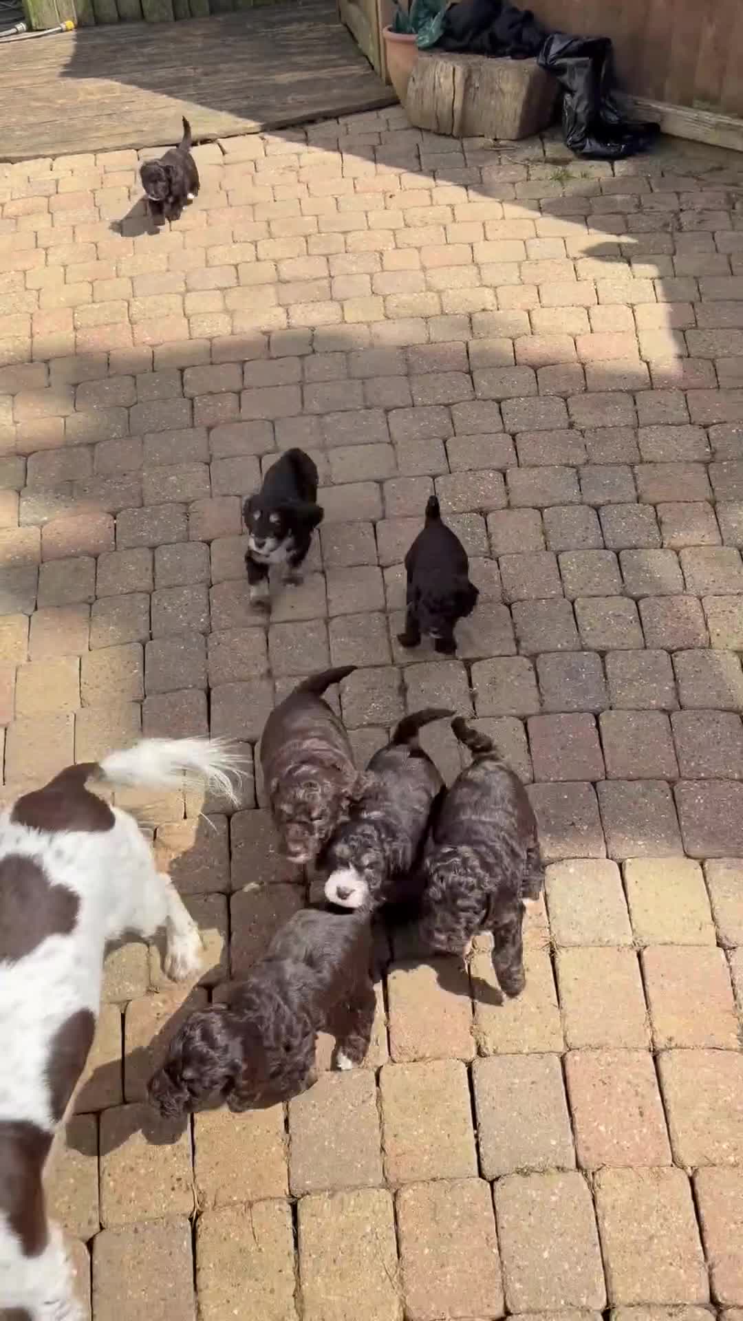 Cockapoo dogs for sale: F1 Cockapoo Puppies - ONE BOY LEFT - Video 1