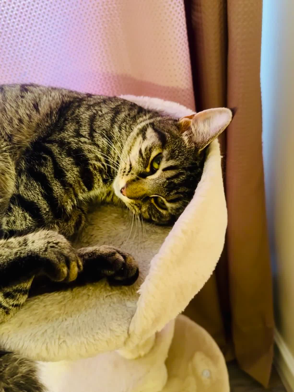 Toybob cats for sale: Beautiful & Loving 1-Year-Old Female Cat  in Uxbridge - Video 1