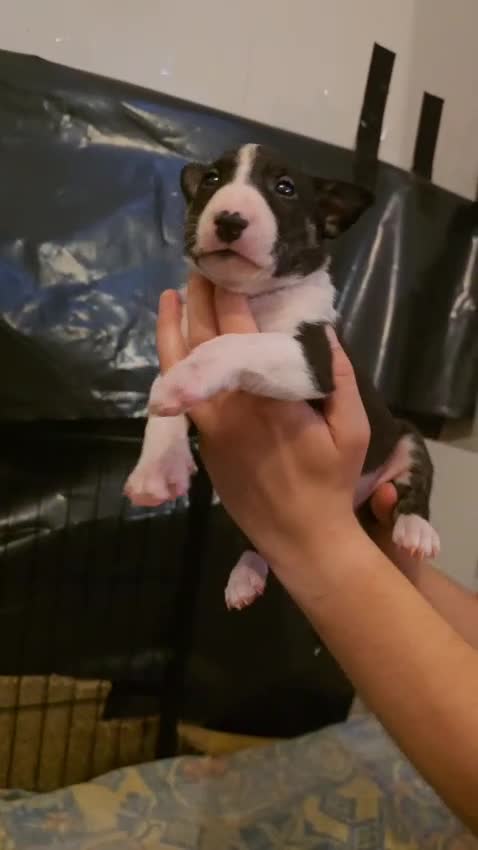 English Bull Terrier dogs for sale: 9 KC REGISTERED ENGLISH BULL TERRIER PUPPEIES in Thetford - Video 2