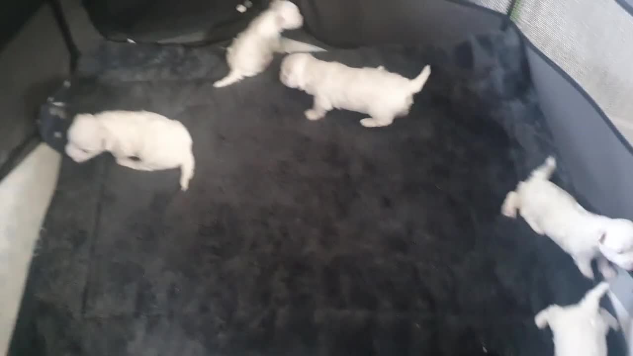 Maltese dogs for sale: Maltese puppies - Video 5