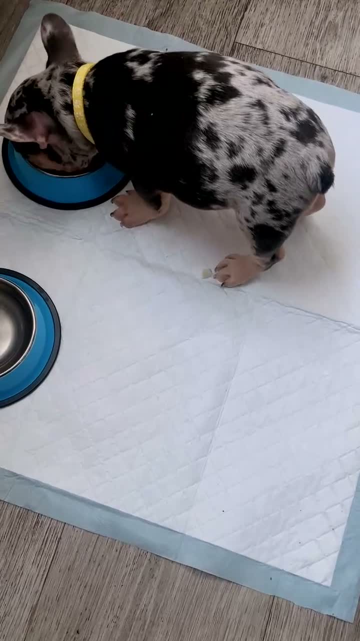 French Bulldog dogs for sale: Super Cute Merle Frenchie - For Sale - Video 1