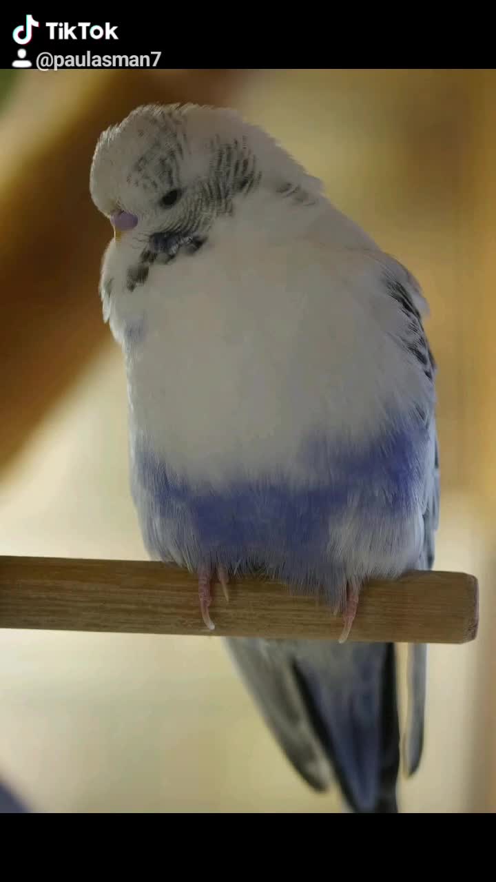 Budgerigars birds for sale: Budgies  - Video 1