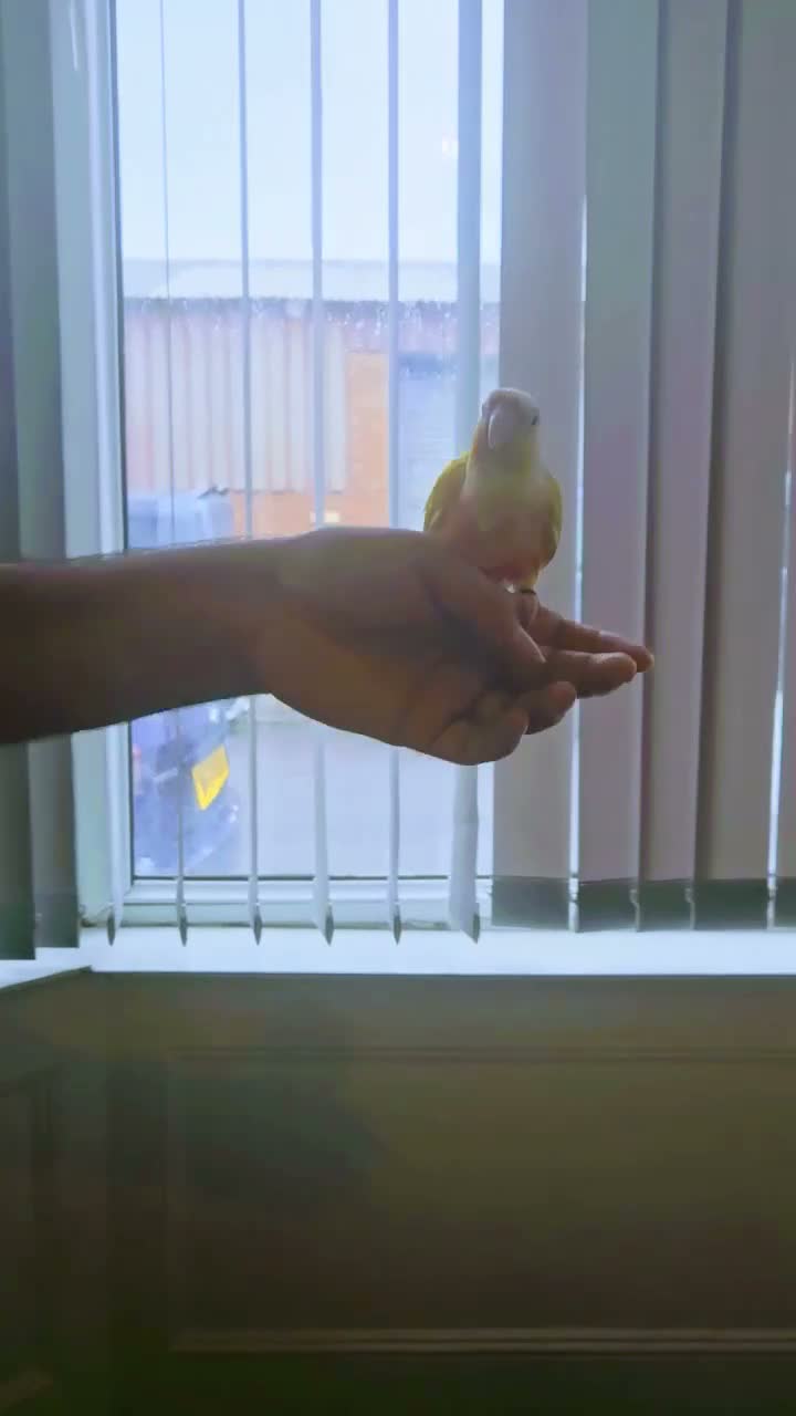 Conures birds for sale: Gorgeous Sun cheek conure with cage, Hand Tammed - Video 3
