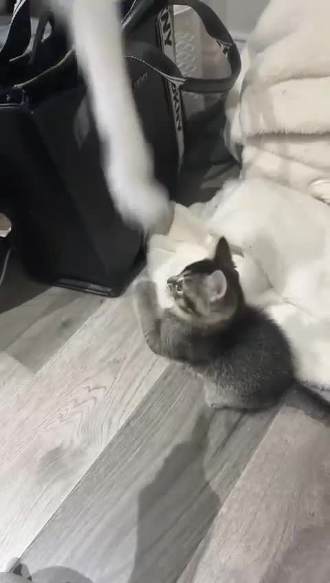 Scottish Fold cats for sale: Two Scottish Straight kittens, both female! - Video 1