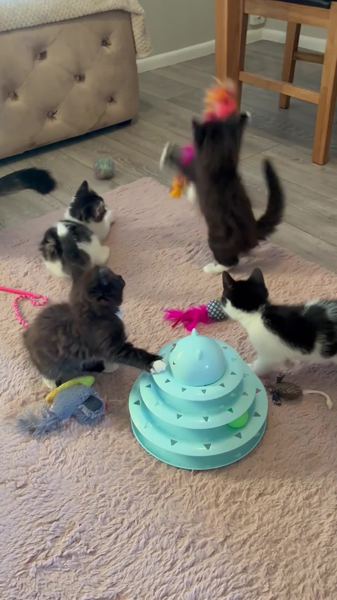 British Longhair cats for sale: 6 stunning kittens - Video 1