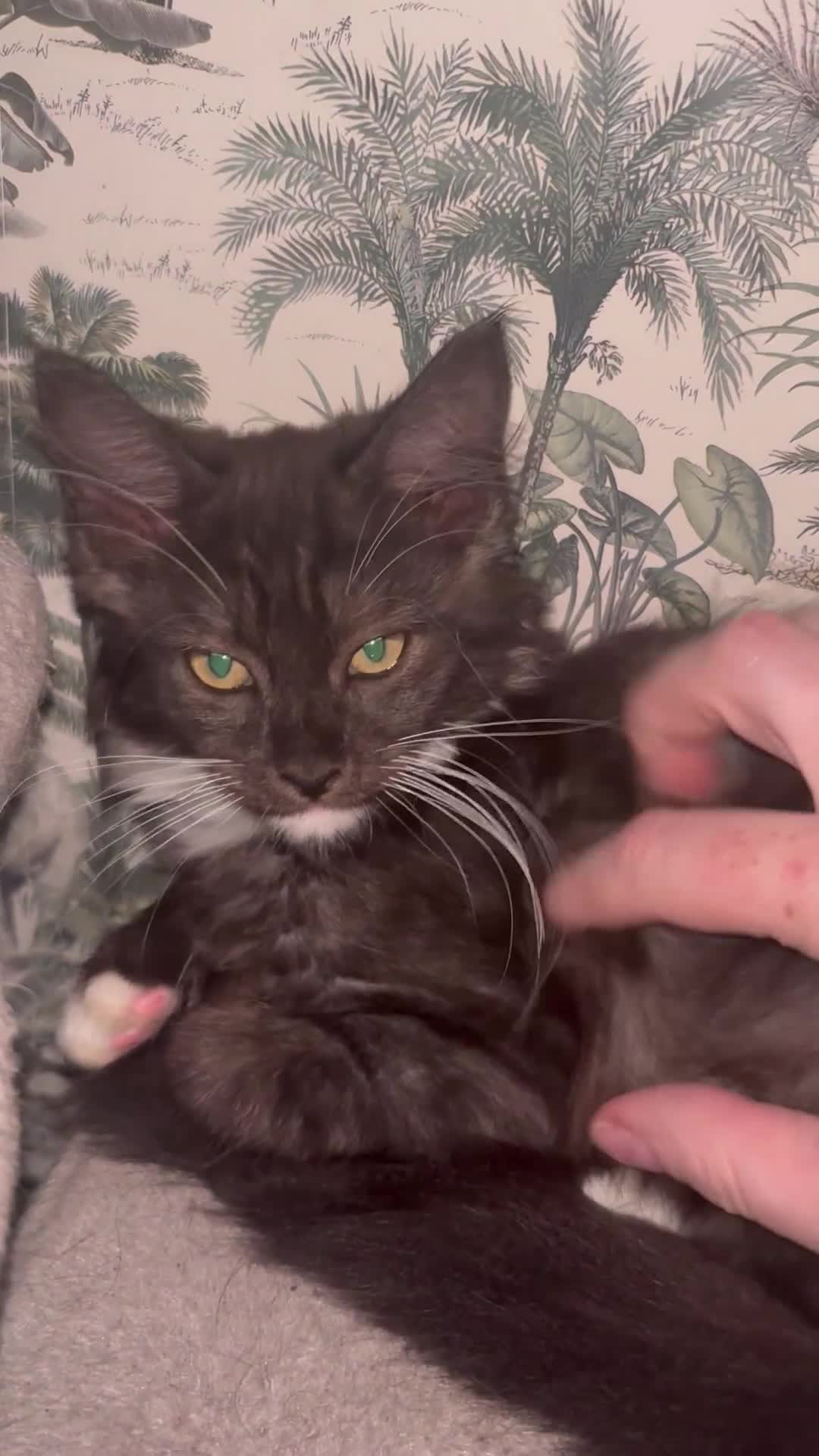 Maine Coon cats for sale: REDUCED gorgeous Maine coon /Ragdoll kittens  - Video 1
