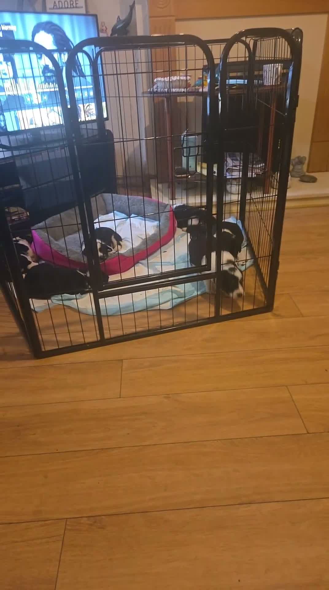 Border Collie dogs for sale: Border collie  - Video 1