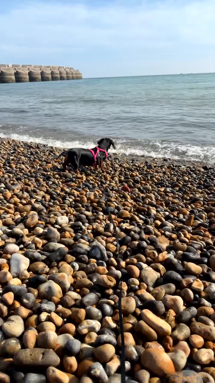 Dachshund dogs for sale: Cherry dog - Video 1