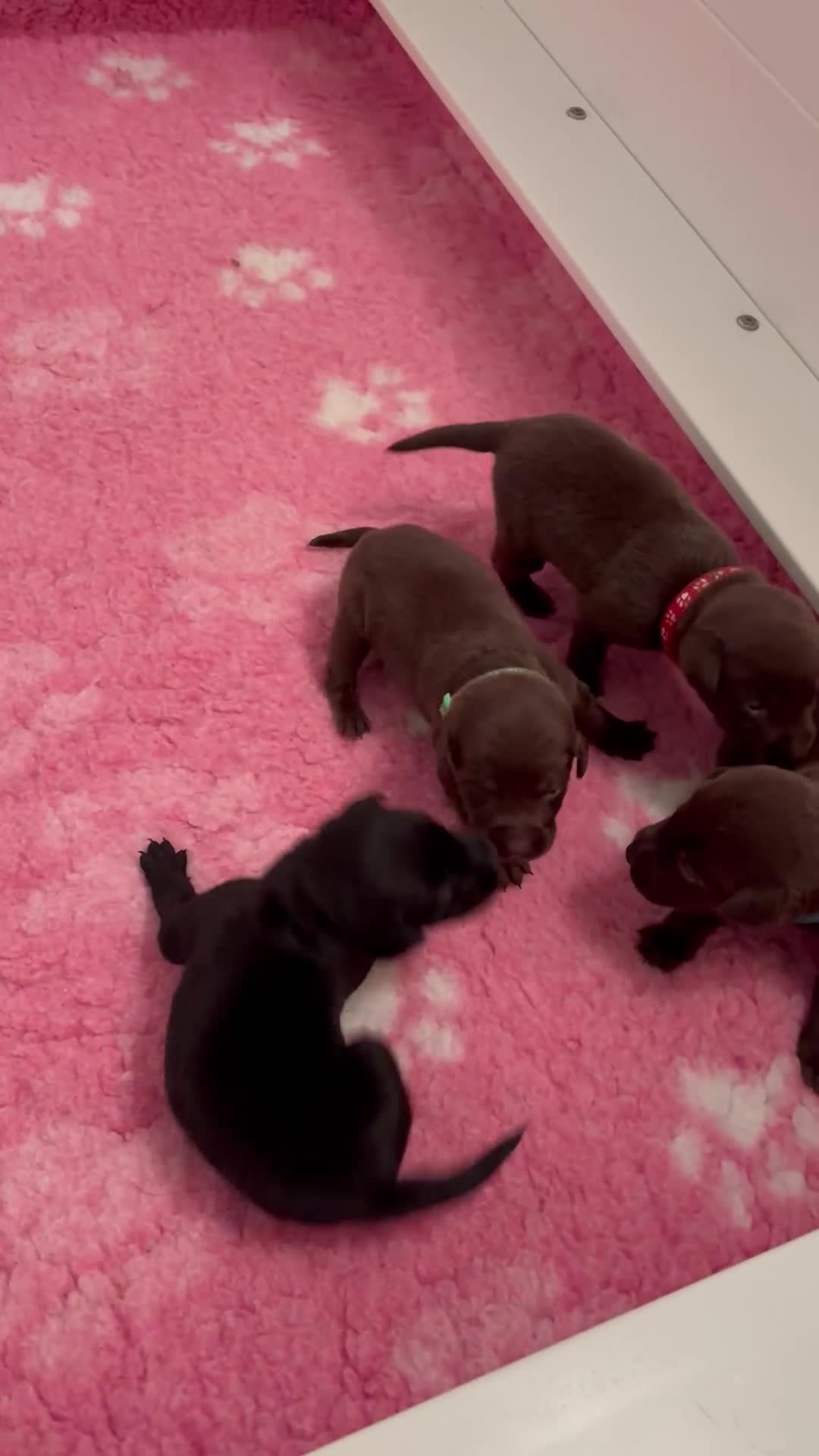 Labrador Retriever dogs for sale: Beautiful Pedigree Lab Puppies For Sale! - Video 2