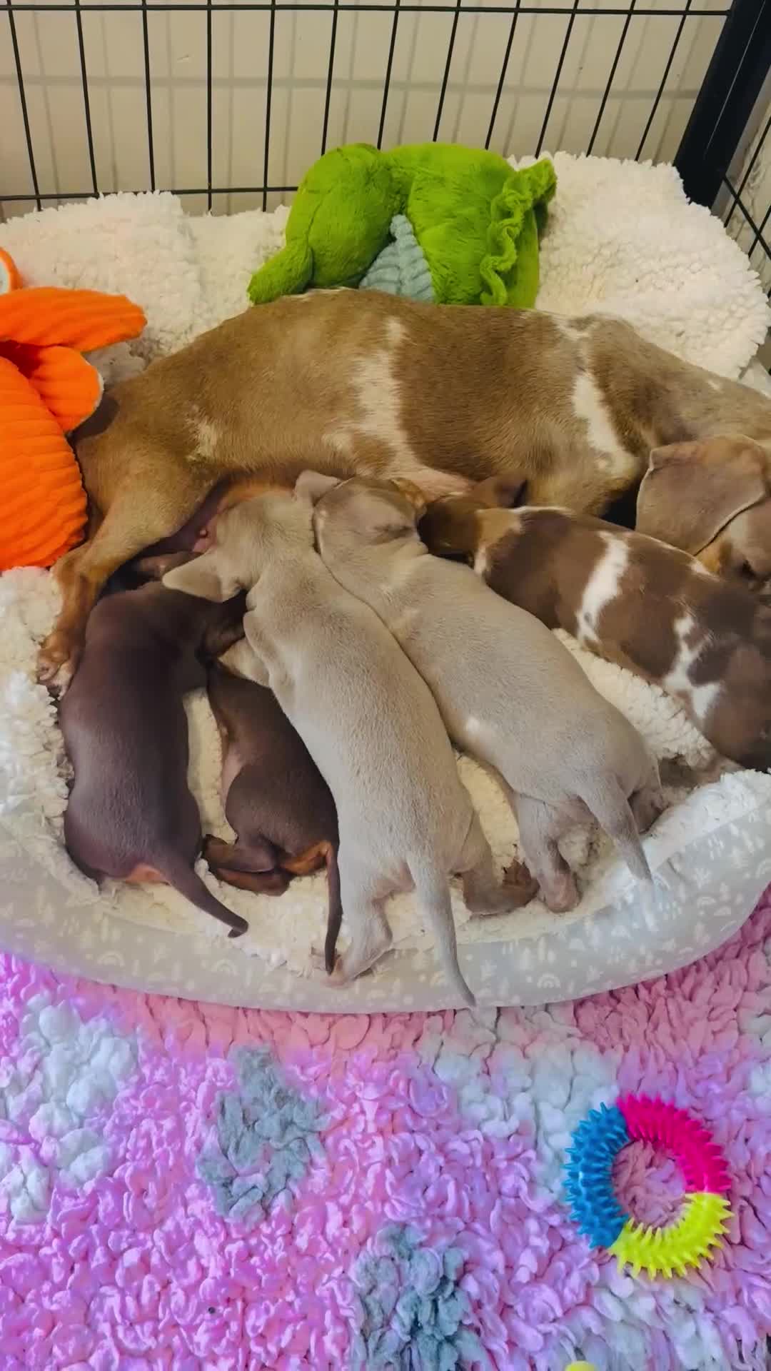 Miniature Dachshund dogs for sale: Outstanding Litter - Video 1