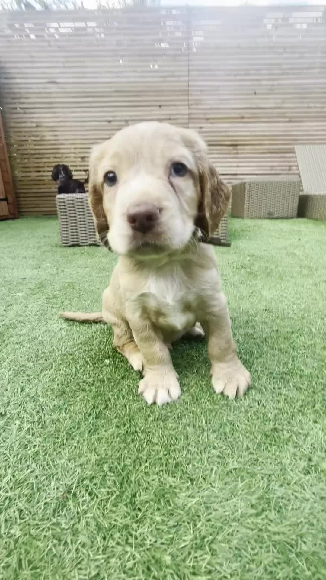 Cocker Spaniel dogs for sale: Beautiful Family-Raised Cockers – Aug 11 Ready - Video 4